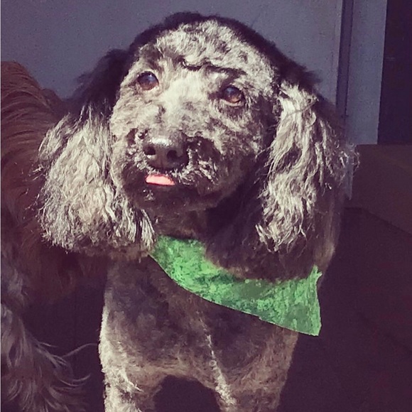 These were My Sweet Boys ! Todo the Yorkie Tbone the poodle ! - Picture 4 of 4